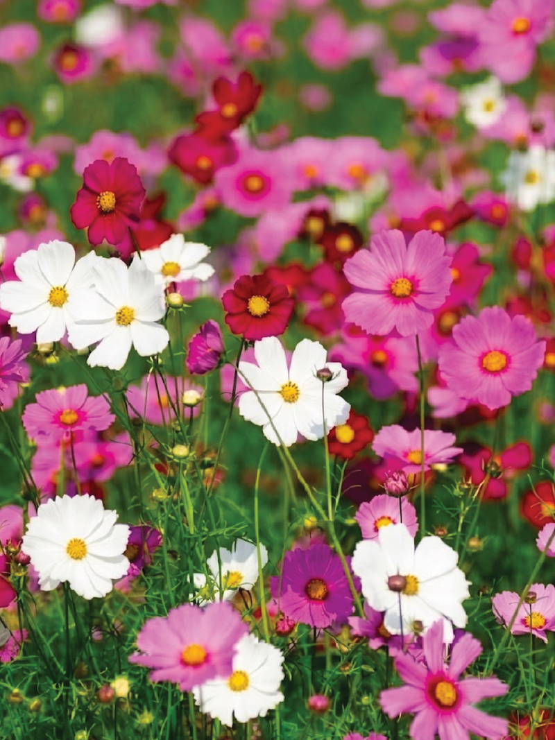 COSMOS MIX SEEDS