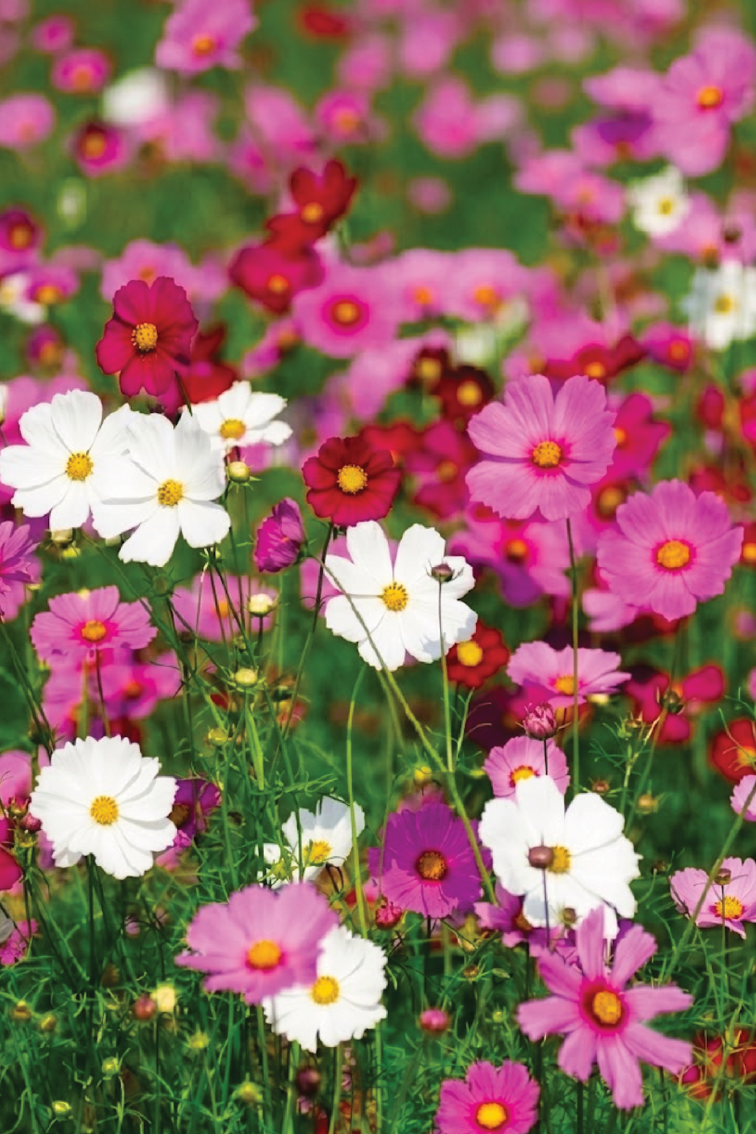 COSMOS MIX SEEDS