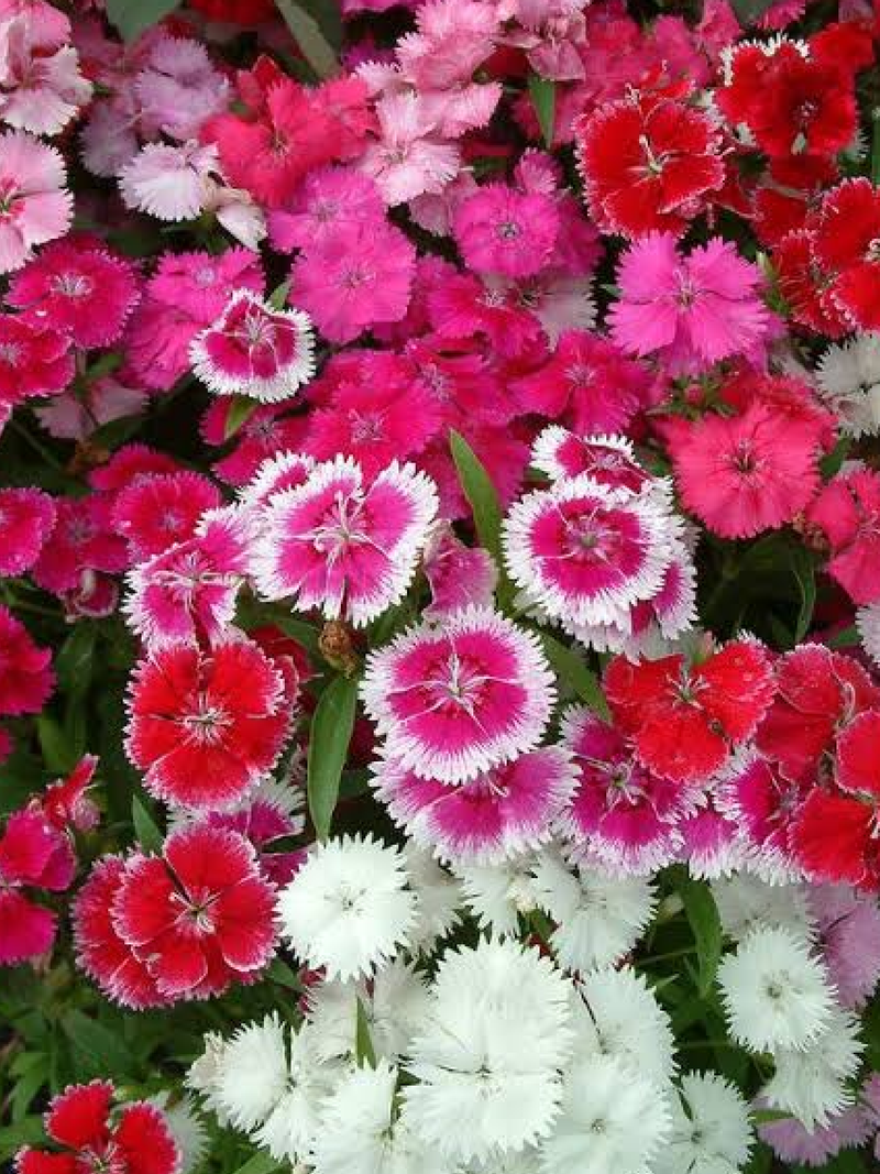 MIXED COLOR DIANTHUS SEEDS
