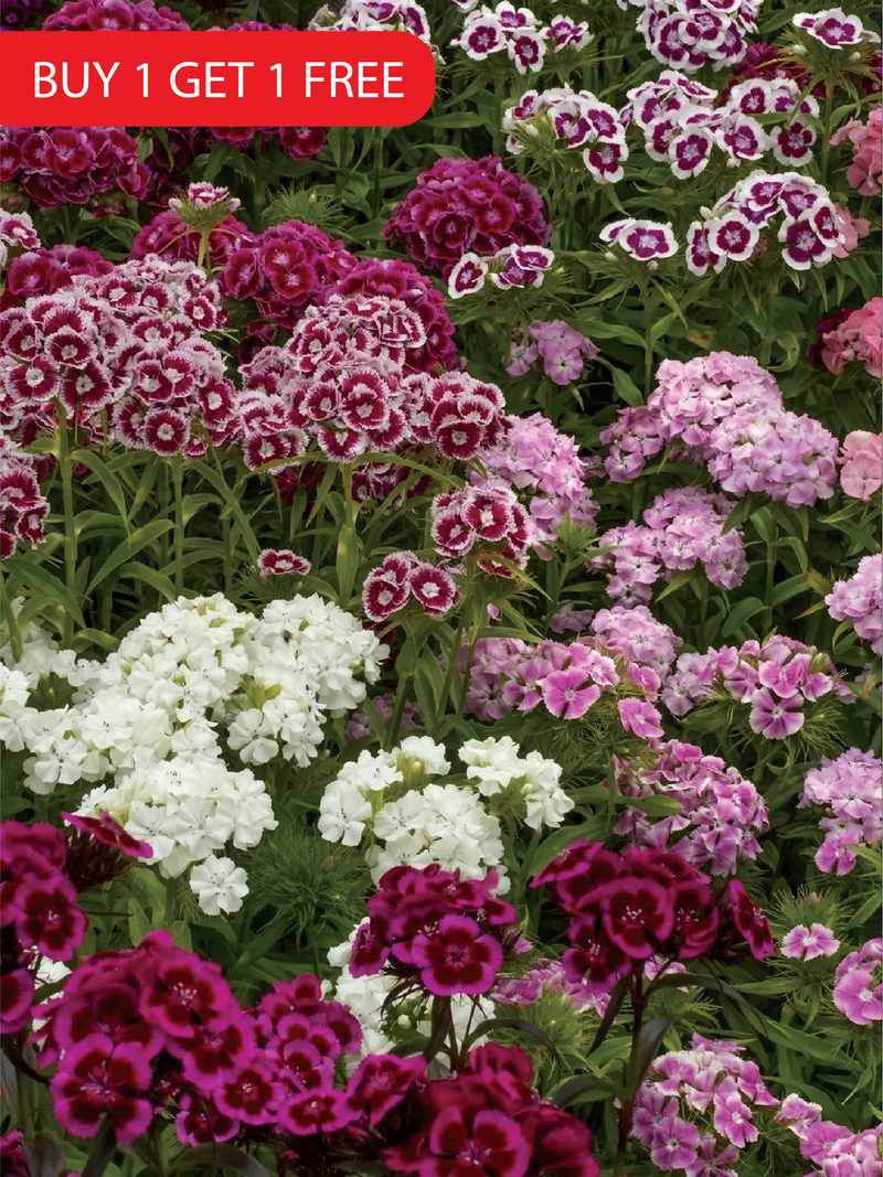 MIXED COLOR DIANTHUS SEEDS