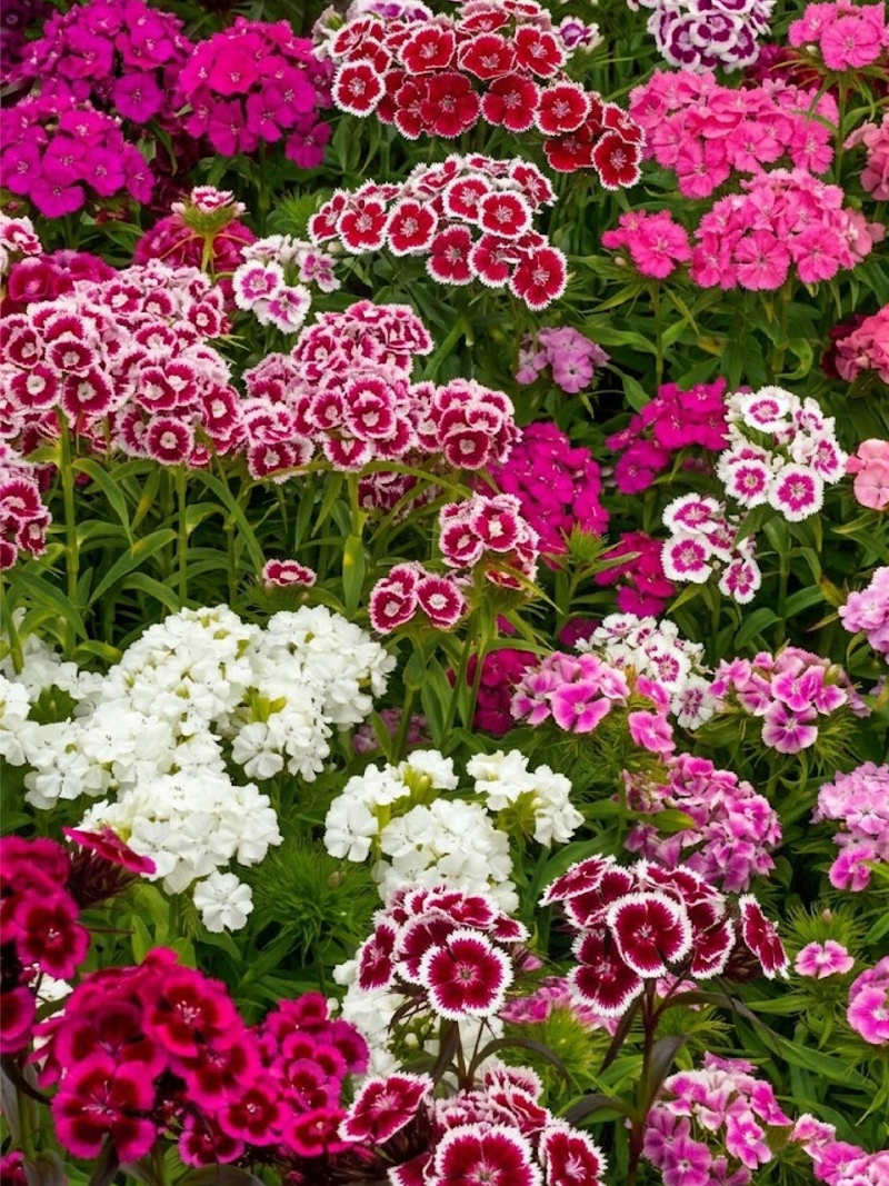 MIXED COLOR DIANTHUS SEEDS
