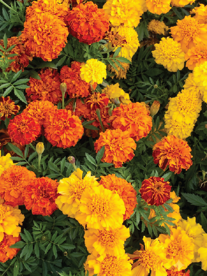 MIX MARIGOLD SEEDS