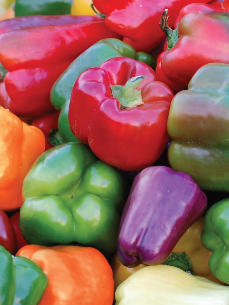 PEPPER GRAND BELL MIX SEEDS <br> بذور فلفل جراند بيل مكس
