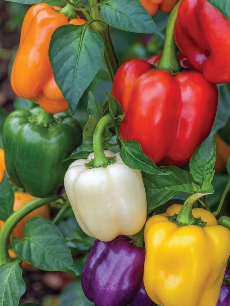 PEPPER GRAND BELL MIX SEEDS <br> بذور فلفل جراند بيل مكس