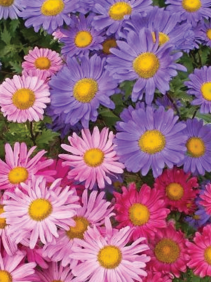 MIX CHINA ASTER SEEDS <br> بذور زهور الأستر الصينية المختلطة
