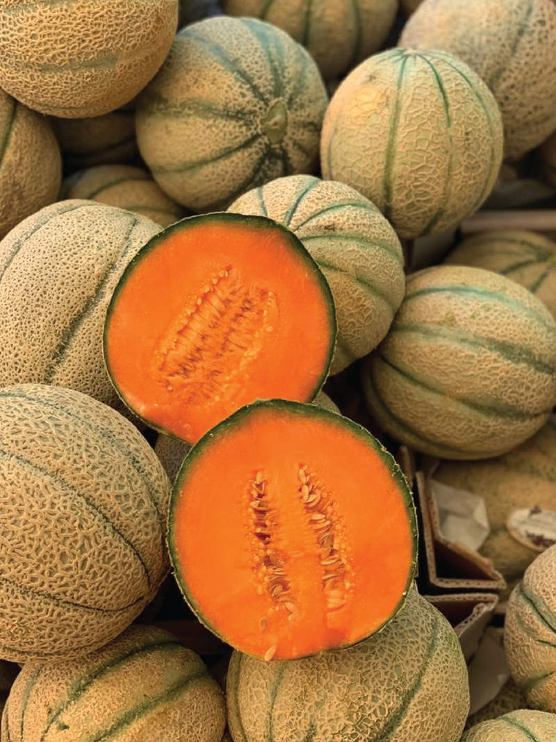 CANTALOUPE MELON SEEDLING <br> شتلات شمام كانتالوب