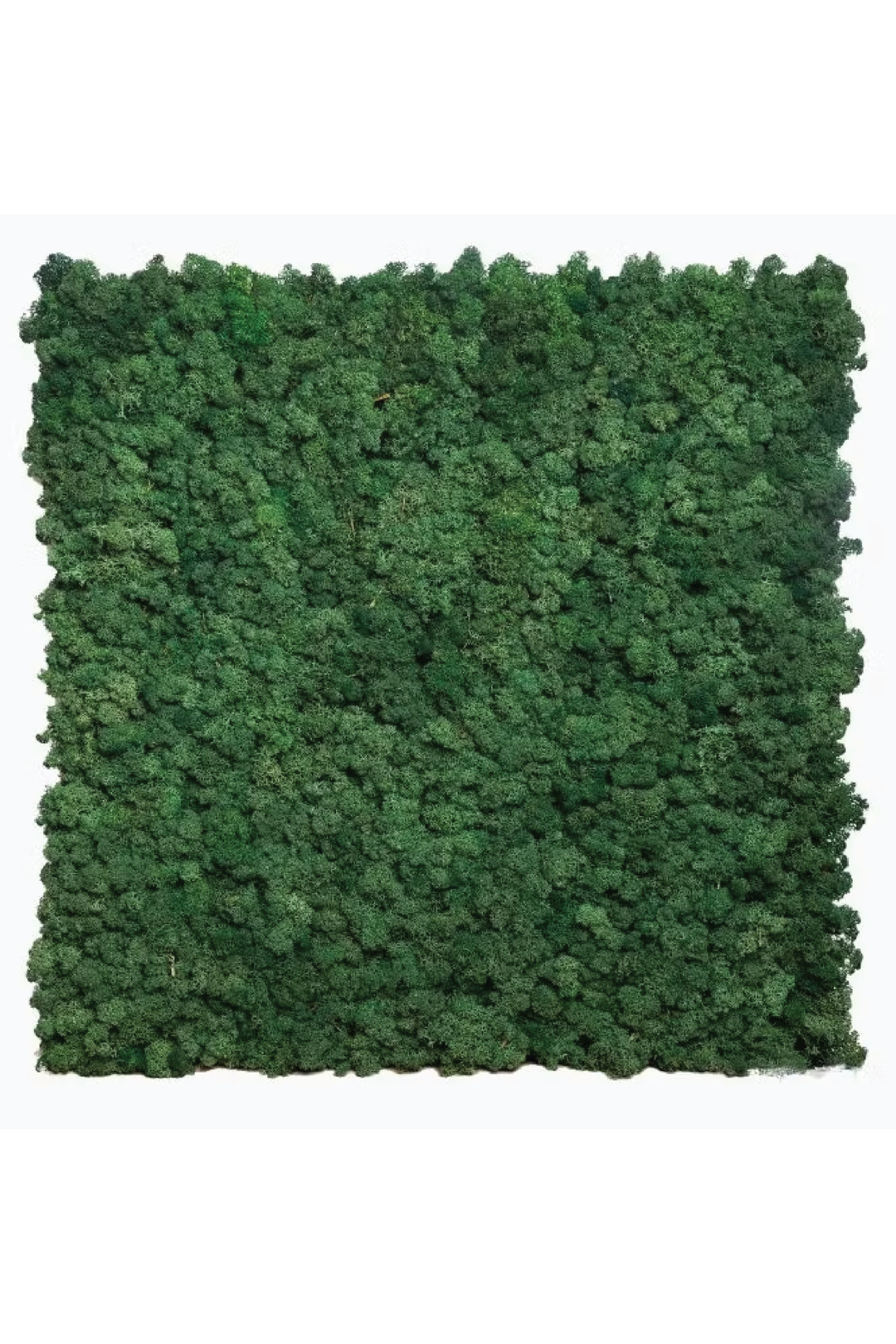 MOSS