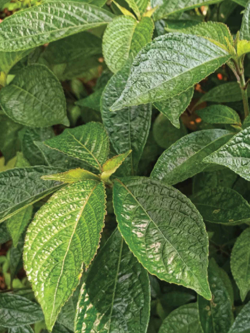 ORGANIC MOLOKHIA SEEDLING <br> شتلات الملوخية العضوية