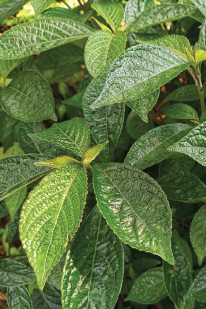 ORGANIC MOLOKHIA SEEDLING <br> شتلات الملوخية العضوية