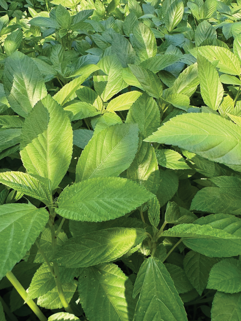 ORGANIC MOLOKHIA SEEDLING <br> شتلات الملوخية العضوية