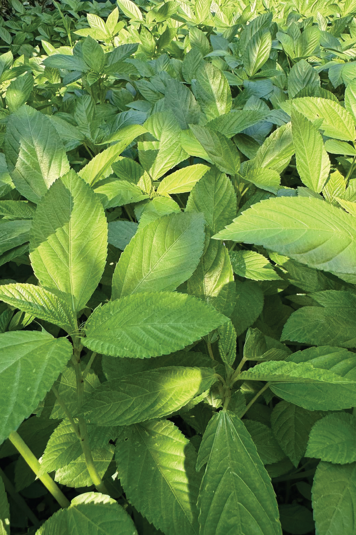 ORGANIC MOLOKHIA SEEDLING <br> شتلات الملوخية العضوية
