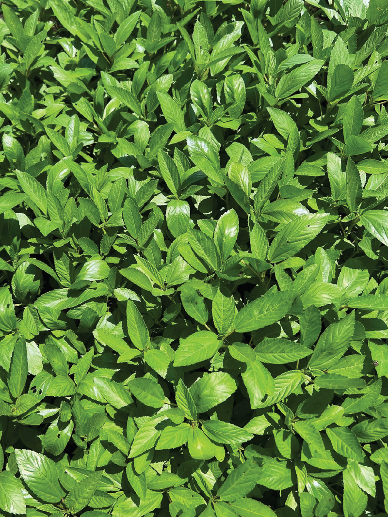 ORGANIC MOLOKHIA SEEDLING <br> شتلات الملوخية العضوية