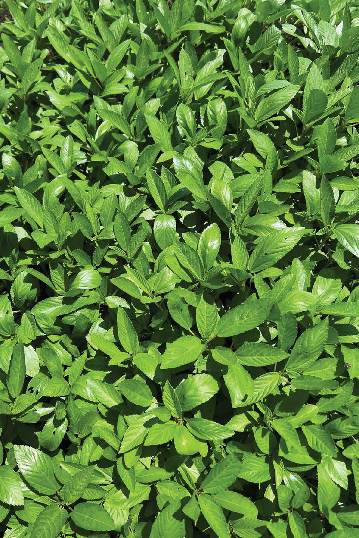 ORGANIC MOLOKHIA SEEDLING <br> شتلات الملوخية العضوية
