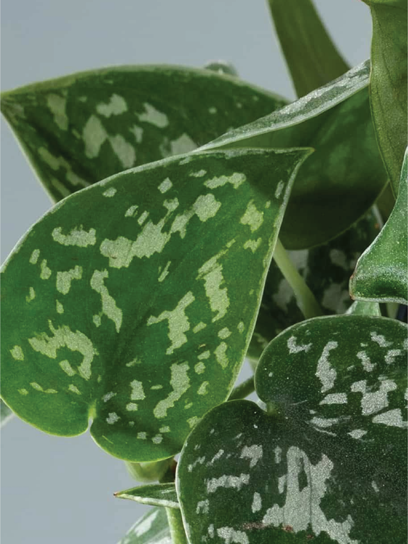 SATIN POTHOS PLANT