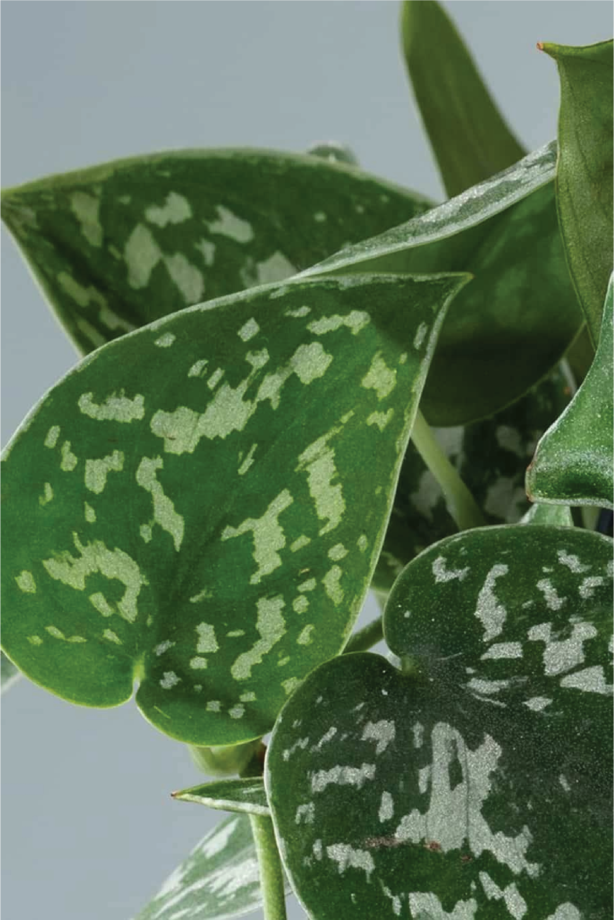 satin pothos varieties SATIN POTHOS PLANT – Plantology Lab Trading
