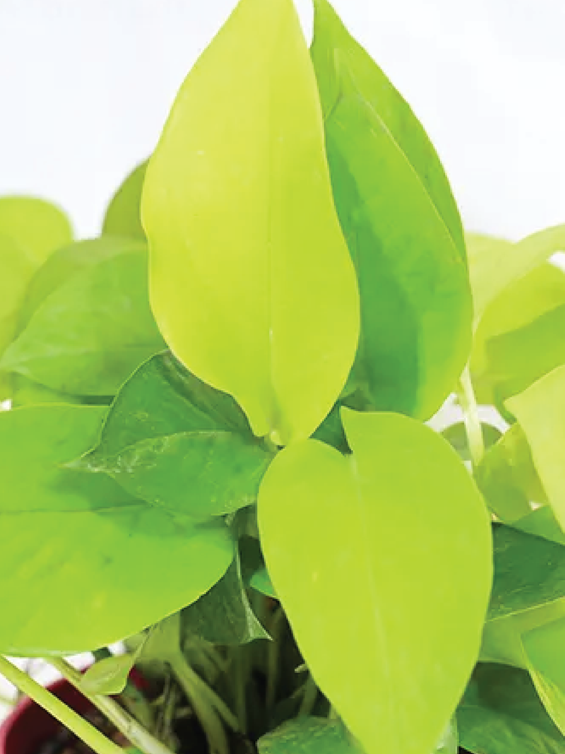 VARIGATED MONEY PLANT HANGING - Plantology Lab Trading