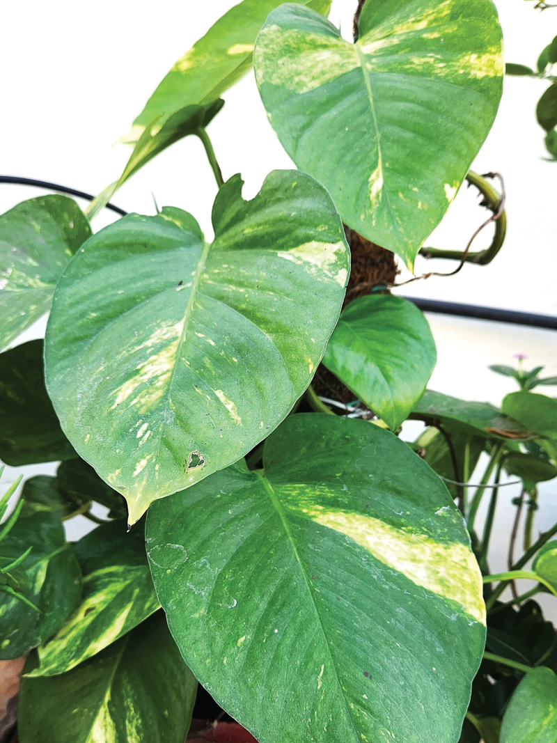 HANGING MONEY PLANT