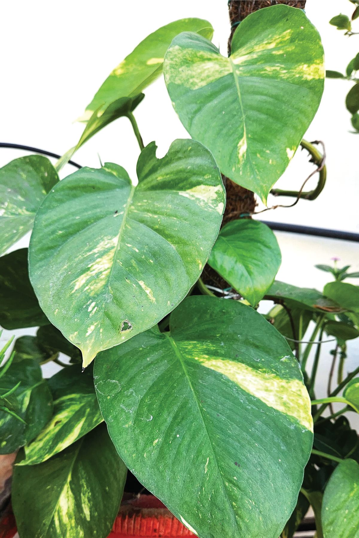 big leaf money plant HANGING MONEY PLANT – Plantology Lab Trading