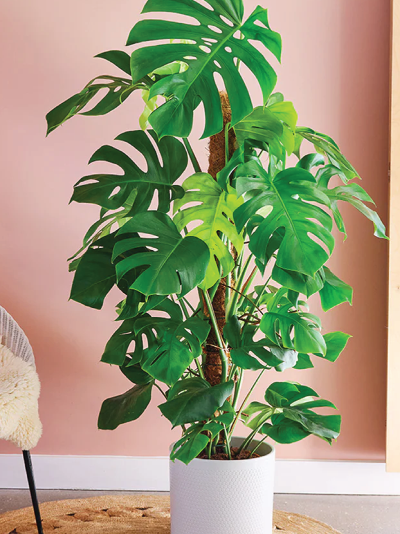 MONSTERA SWISS CHEESE PLANT