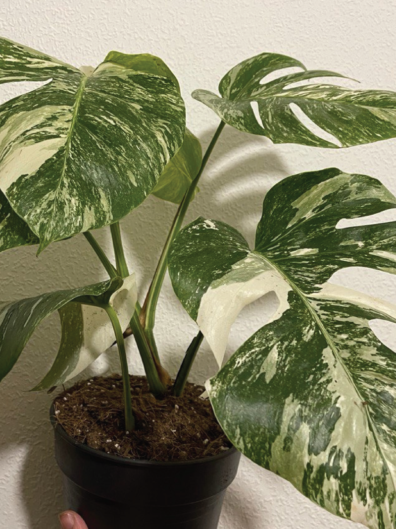 RARE VARIGATED MONSTERA THAI CONSTELLATION PLANT