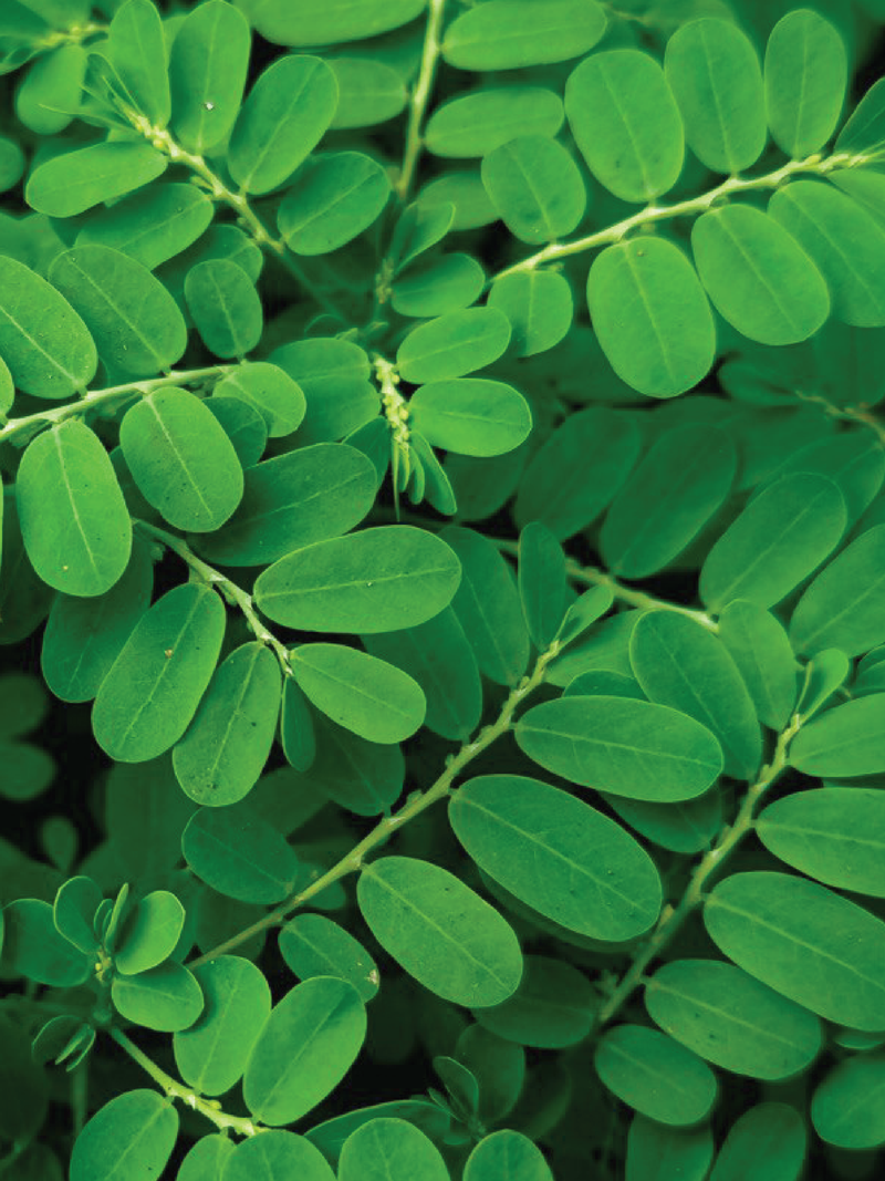 ORGANIC MORINGA SEEDLING <br>شتلات المورينجا العضوية
