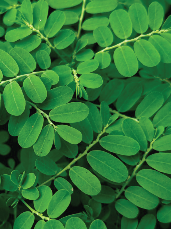 ORGANIC MORINGA SEEDLING