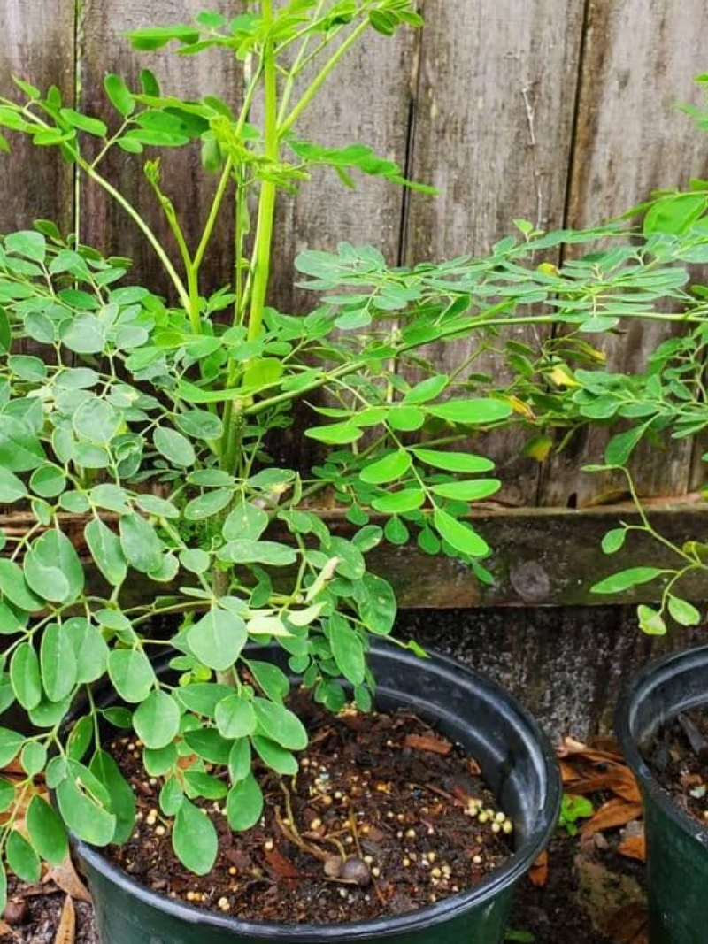 MORINGA TREE SEEDS<br> بذور شجرة المورينجا
