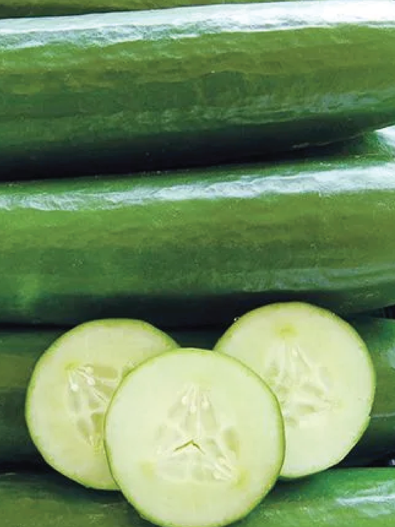 CUCUMBER MUNCHER SEEDS <br> بذور الخيار مونشير