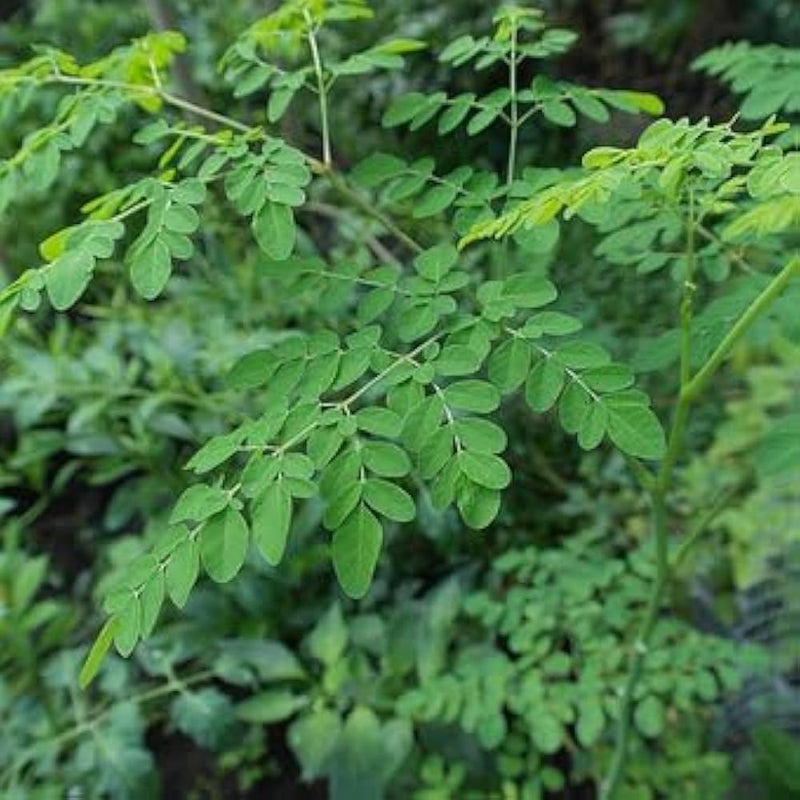 MORINGA TREE SEEDS