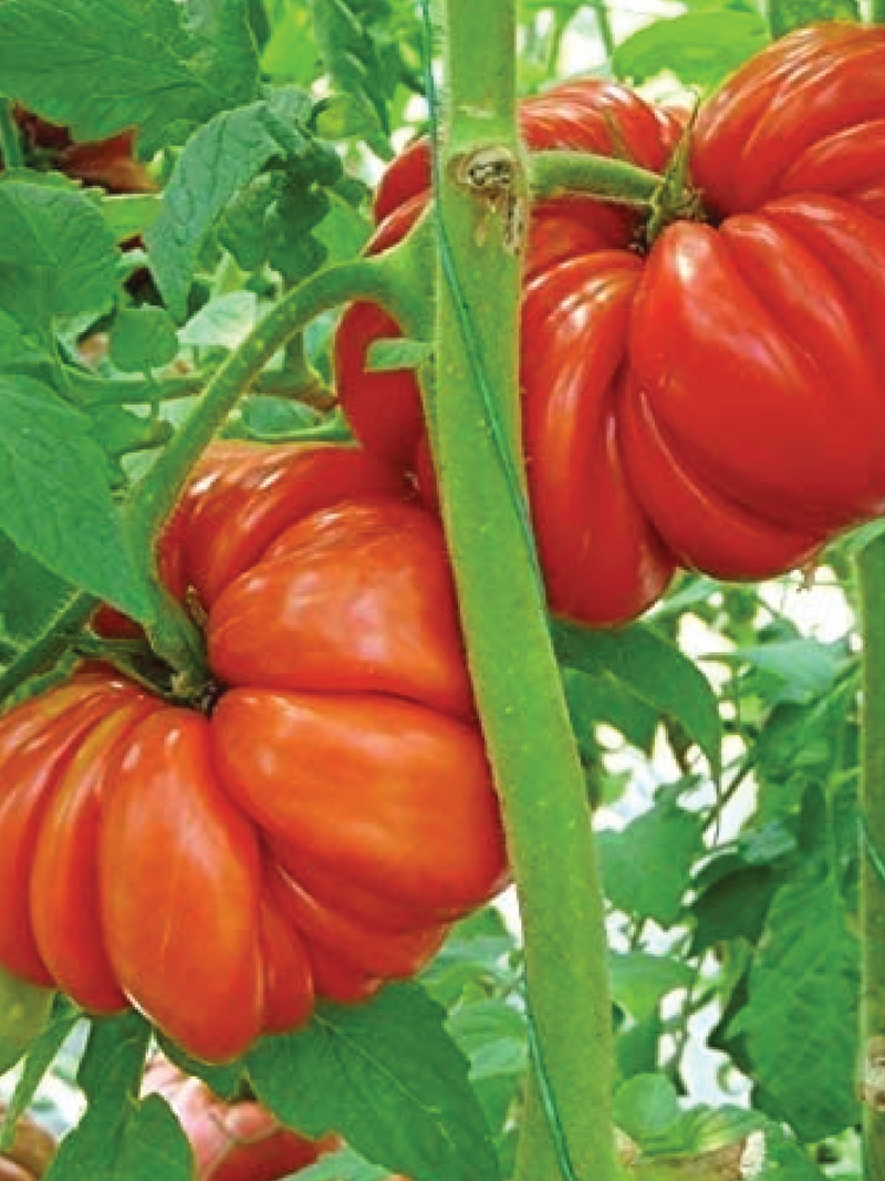 ORGANIC MUSHROOM BASKET TOMATO SEEDLING <br>شتلات الطماطم العضوية مشروم باسكت