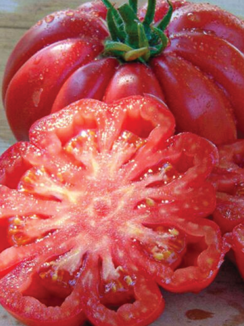 ORGANIC MUSHROOM BASKET TOMATO SEEDLING <br>شتلات الطماطم العضوية مشروم باسكت