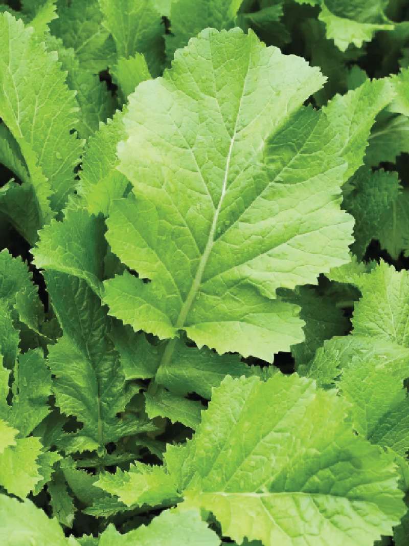 ORGANIC MUSTARD SEEDLING