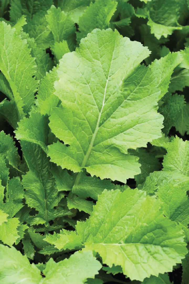 ORGANIC MUSTARD SEEDLING
