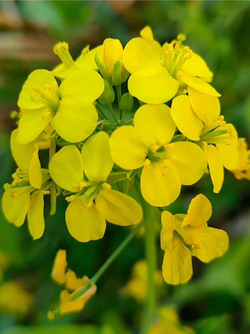 ORGANIC MUSTARD SEEDLING