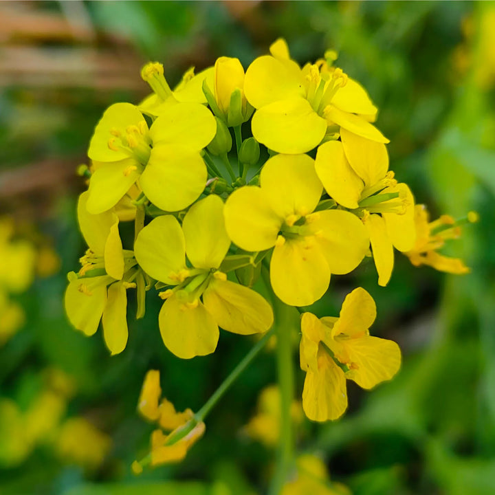 ORGANIC MUSTARD SEEDLING