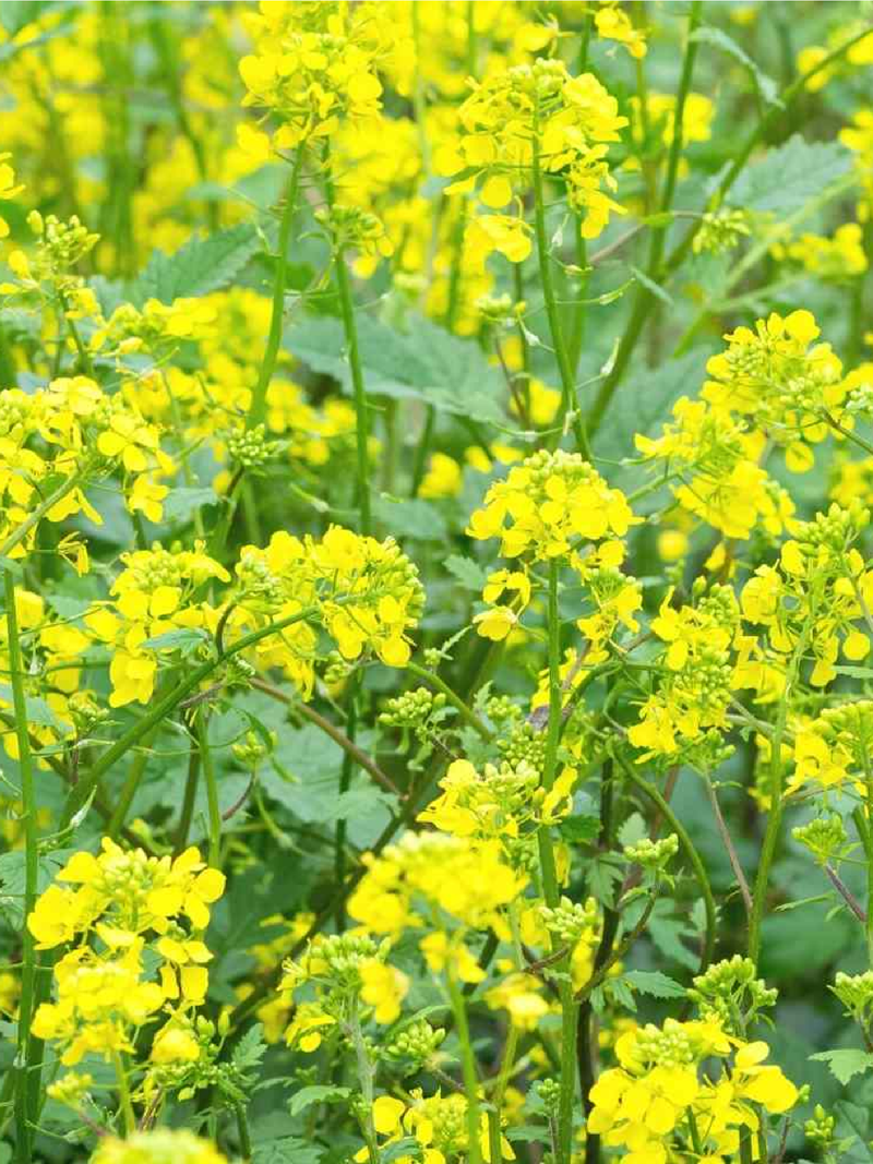 MUSTARD SEEDS <br>بذور الخردل