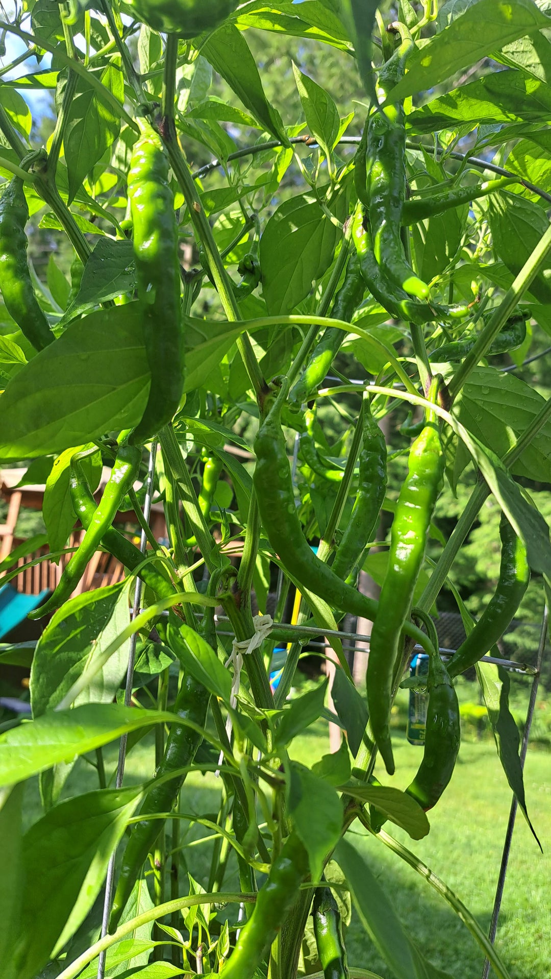 ORGANIC GREEN HOT PEPPER SEEDLING