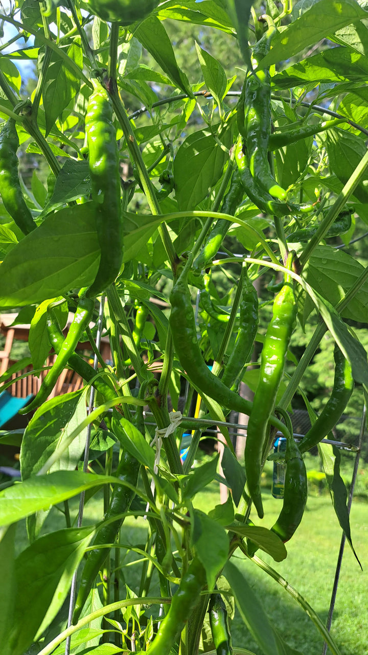 ORGANIC GREEN HOT PEPPER SEEDLING