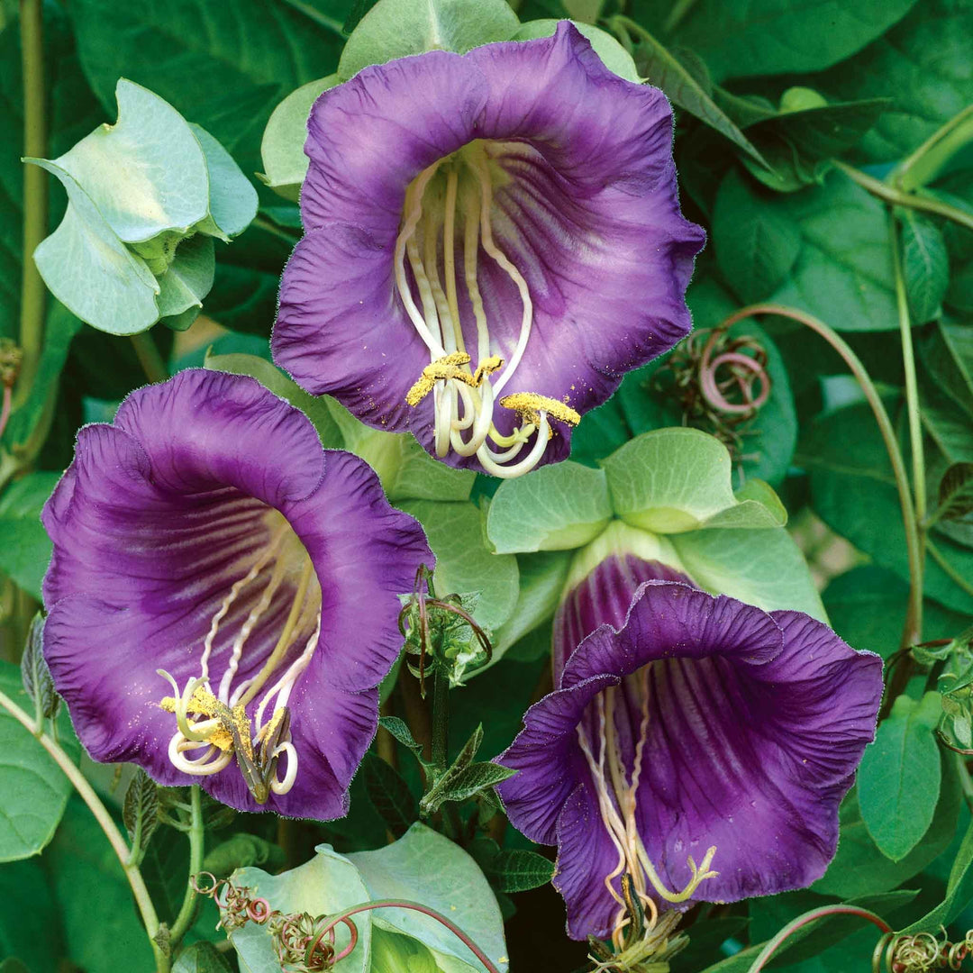 CUP AND SAUCER BLUE FLOWER SEEDLING