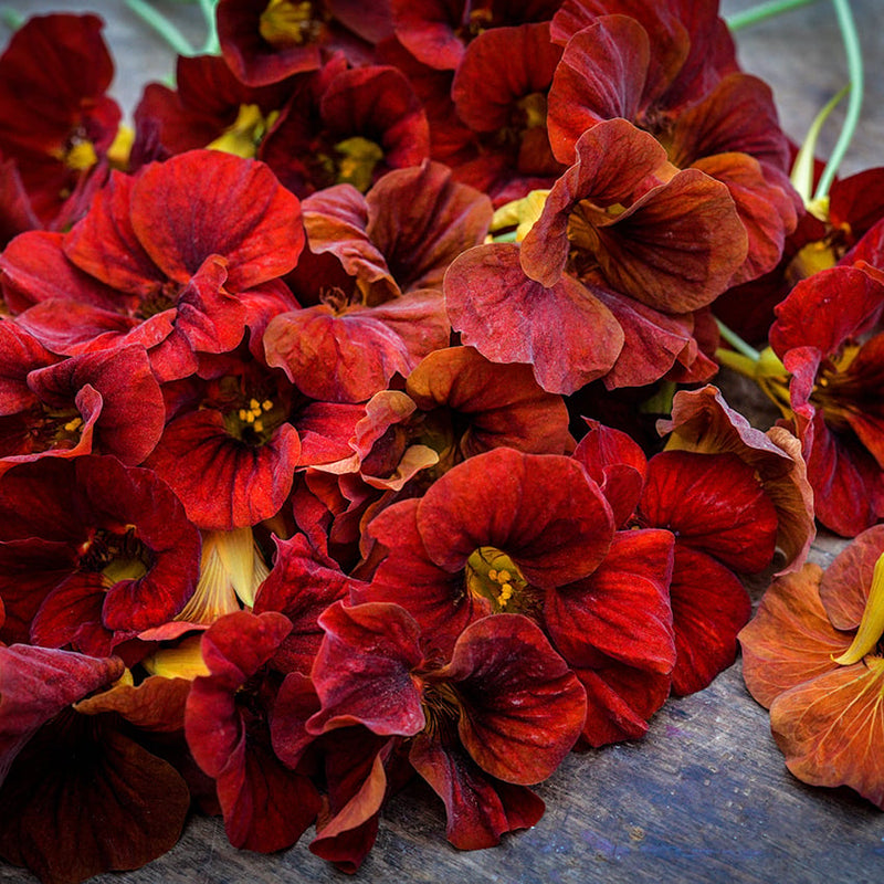 TIP TOP MAHOGANY NASTURTIUM SEEDLING <br> شتلات زهور أبو خنجر تيب توب ماهوغني