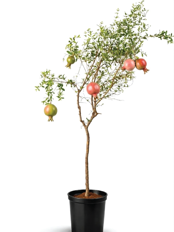 POMEGRANATE TREE