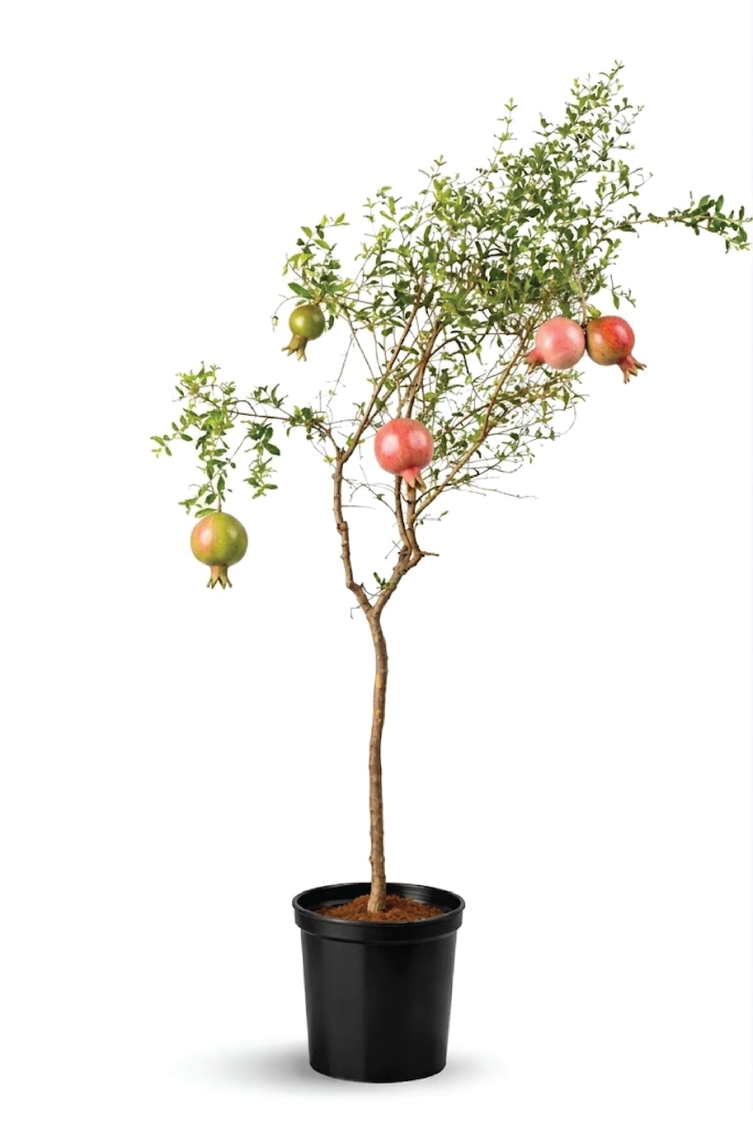 POMEGRANATE TREE