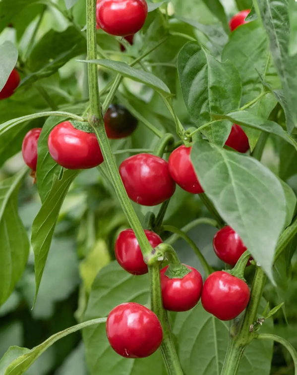 ORGANIC LARGE RED CHERRY PEPPER SEEDLING<br> شتلات الفلفل البارد الأحمر الكرزي العضوية