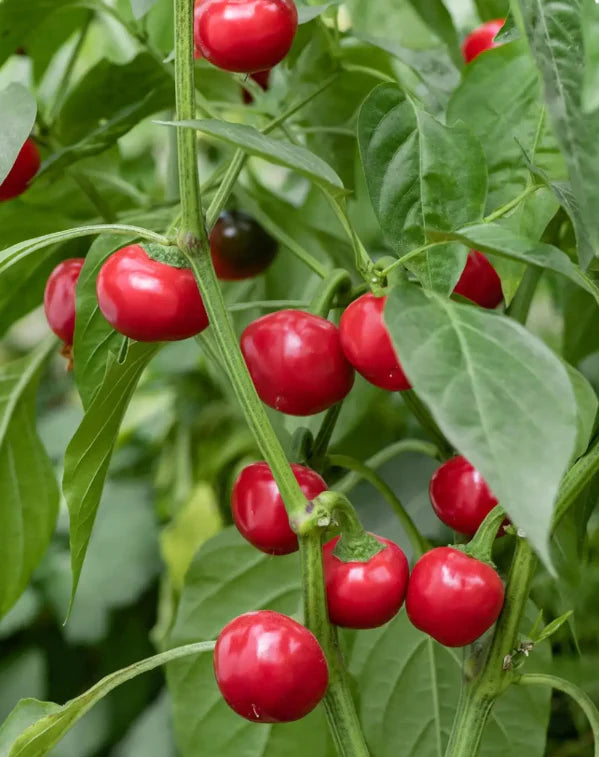ORGANIC RED CHERRY HOT PEPPER SEEDS <br> بذور الفلفل الحار الكرزي الأحمر