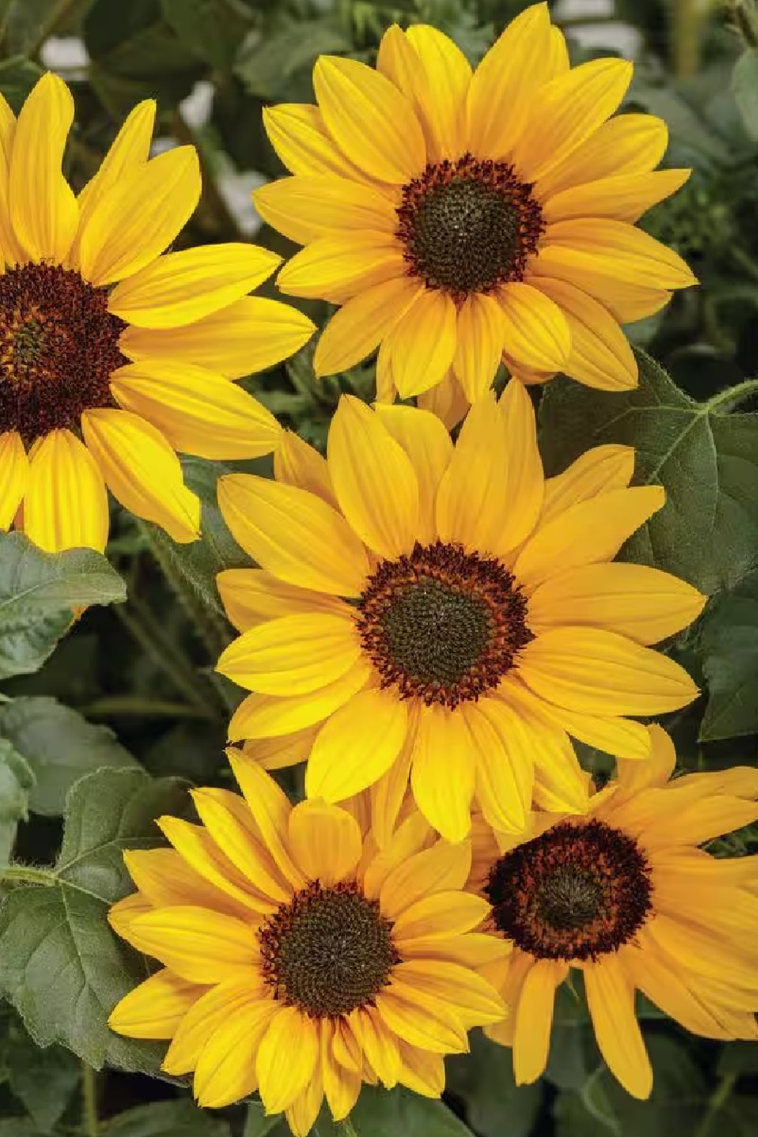 SUNFLOWER NEW CENTURY SEEDS
