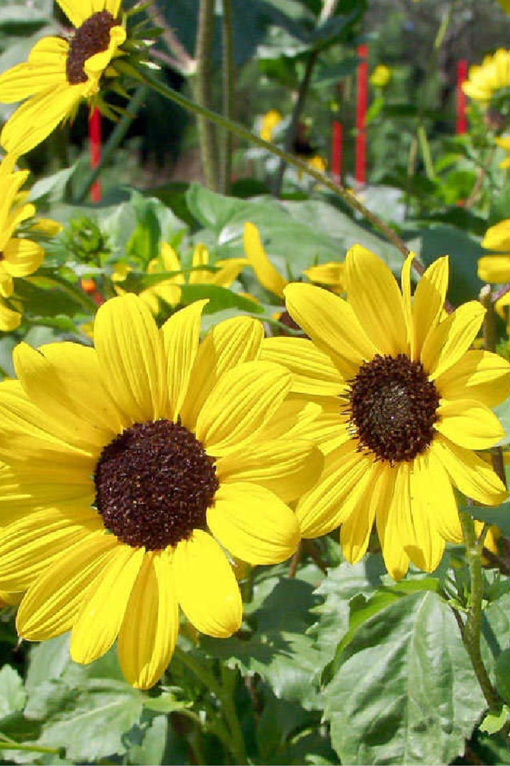 SUNFLOWER NEW CENTURY SEEDS