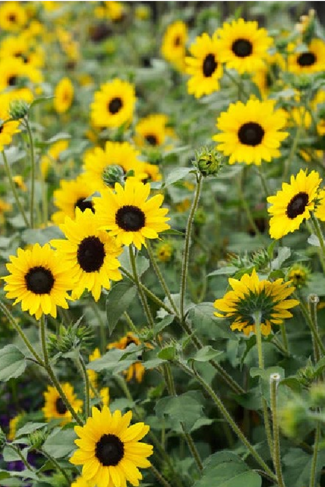 SUNFLOWER NEW CENTURY SEEDS
