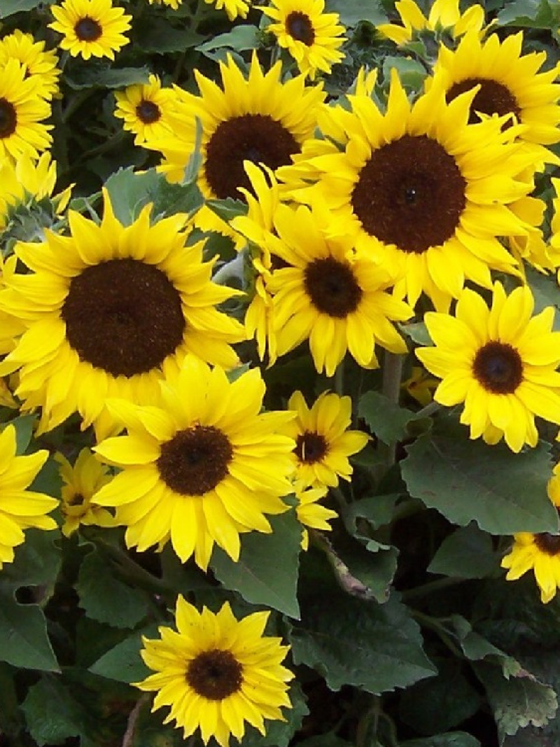 SUNFLOWER NEW CENTURY SEEDS