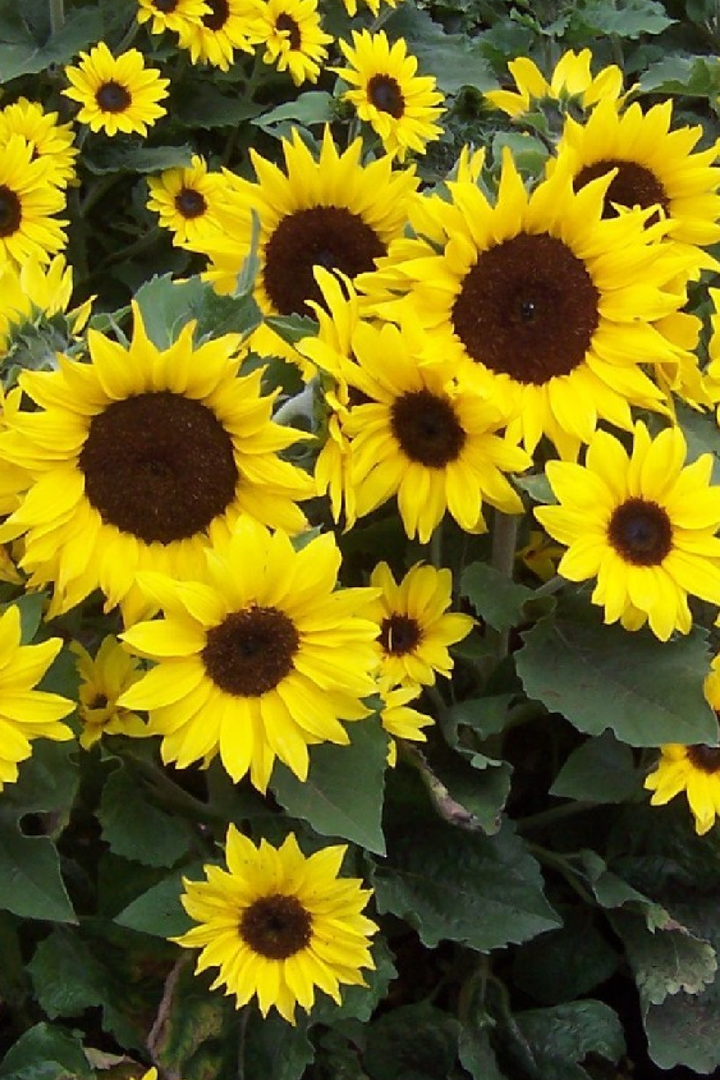 SUNFLOWER NEW CENTURY SEEDS