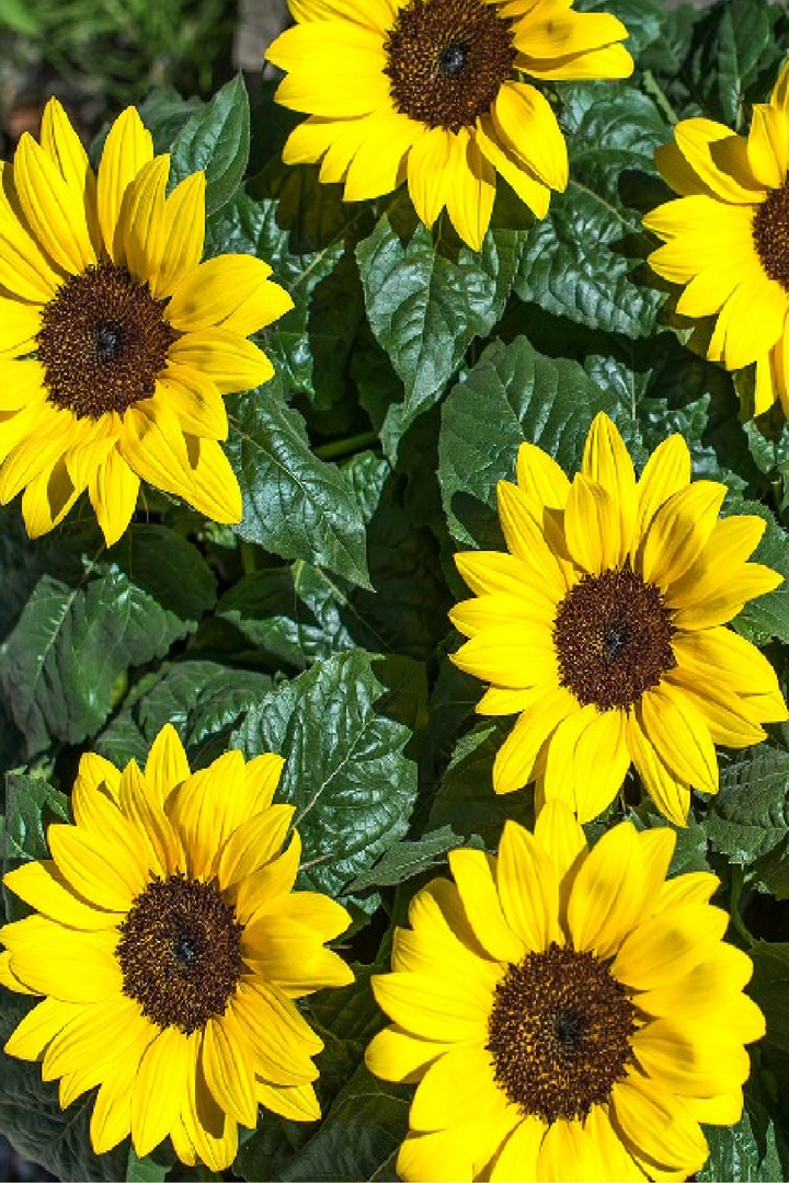 SUNFLOWER NEW CENTURY SEEDS